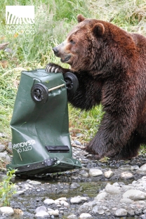 woodland park zoo bear affair 2013